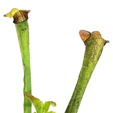 Load image into Gallery viewer, Sarracenia, 3.5in, Alata x Minor