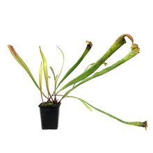 Load image into Gallery viewer, Sarracenia, 3.5in, Alata x Minor