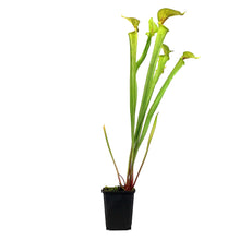 Load image into Gallery viewer, Sarracenia, 3.5in, Flava var. Maxima
