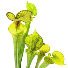 Load image into Gallery viewer, Sarracenia, 3.5in, Flava var. Maxima