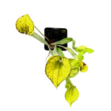 Load image into Gallery viewer, Sarracenia, 3.5in, Flava var. Maxima