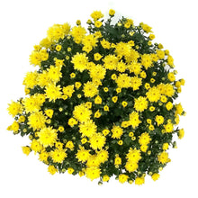 Load image into Gallery viewer, Fall Mum, 10in, Assorted Colours