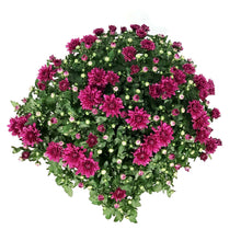 Load image into Gallery viewer, Fall Mum, 10in, Assorted Colours
