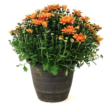 Load image into Gallery viewer, Fall Mum, 10in, Assorted Colours