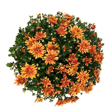 Load image into Gallery viewer, Fall Mum, 10in, Assorted Colours
