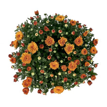 Load image into Gallery viewer, Fall Mum, 10in, Assorted Colours