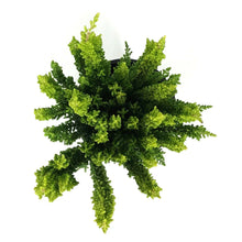 Load image into Gallery viewer, Calluna, 4in, Vulgaris Skyline Las Vegas