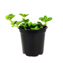 Load image into Gallery viewer, Peperomia, 4in, Jitterbug