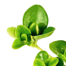 Load image into Gallery viewer, Peperomia, 4in, Jitterbug