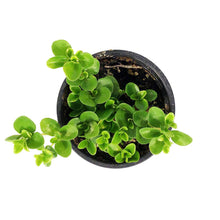 Load image into Gallery viewer, Peperomia, 4in, Jitterbug