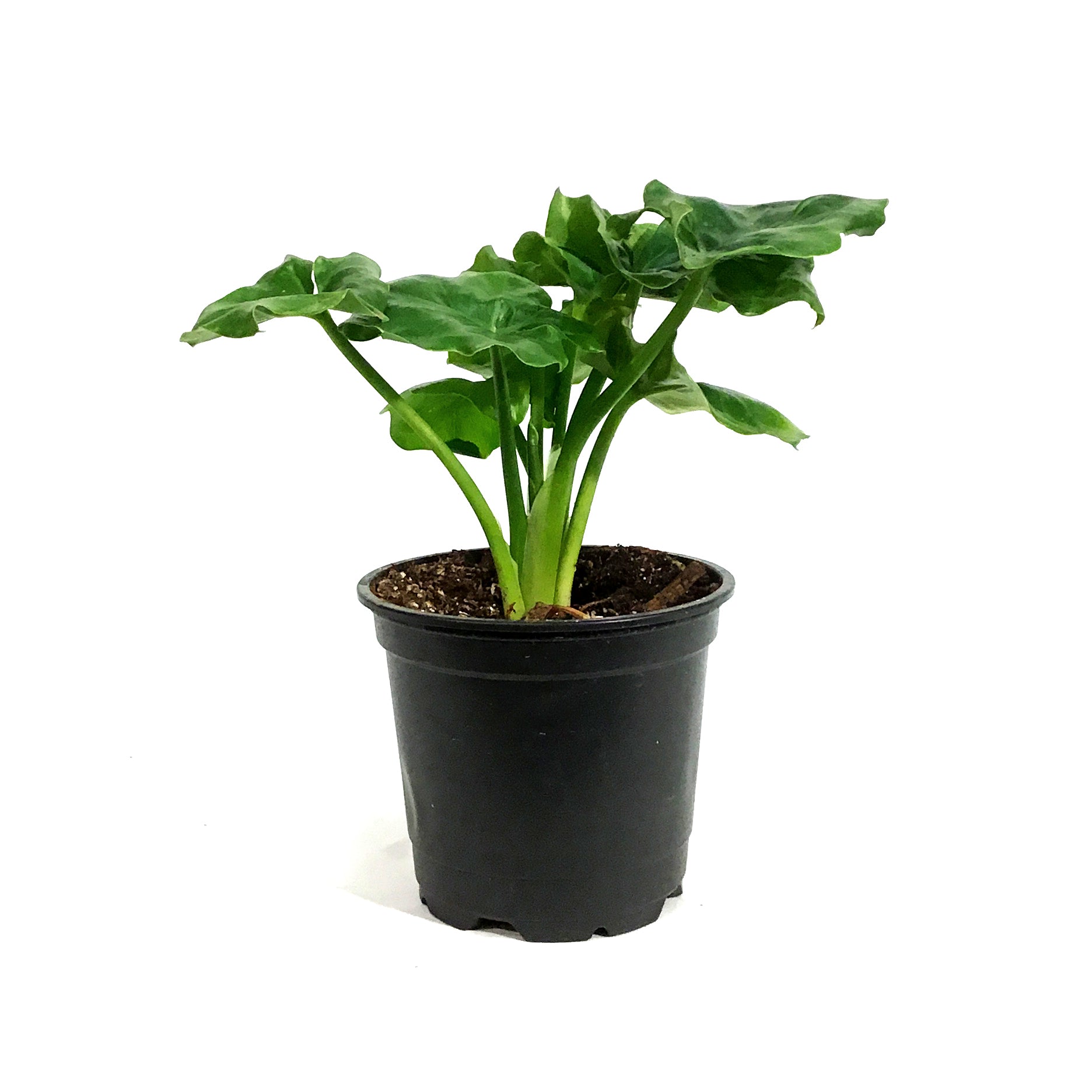 Philodendron, 4in, Super Atom