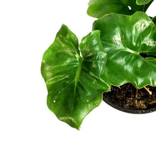 Load image into Gallery viewer, Philodendron, 4in, Super Atom