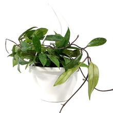 Load image into Gallery viewer, Hoya, 7in HB, Pubicalyx Splash