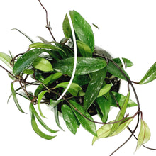 Load image into Gallery viewer, Hoya, 7in HB, Pubicalyx Splash