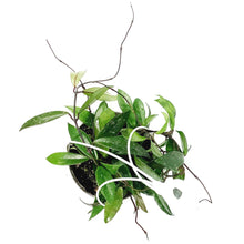 Load image into Gallery viewer, Hoya, 7in HB, Pubicalyx Splash