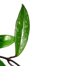 Load image into Gallery viewer, Hoya, 7in HB, Pubicalyx Splash