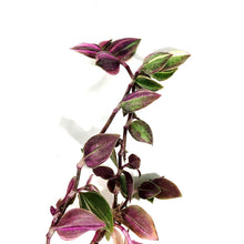 Load image into Gallery viewer, Tradescantia, 3.5in, Rainbow
