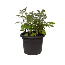 Load image into Gallery viewer, Green Basics Potato Pot, 12in, Black