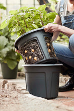 Load image into Gallery viewer, Green Basics Potato Pot, 12in, Black