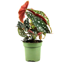 Load image into Gallery viewer, Begonia, 4in, Maculata Polka Dot