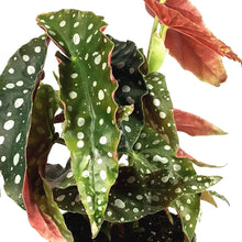 Load image into Gallery viewer, Begonia, 4in, Maculata Polka Dot
