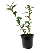 Load image into Gallery viewer, Camellia, 4in, Tea Plant