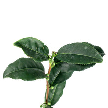 Load image into Gallery viewer, Camellia, 4in, Tea Plant