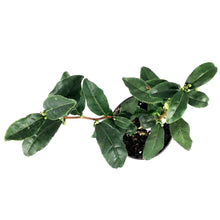 Load image into Gallery viewer, Camellia, 4in, Tea Plant