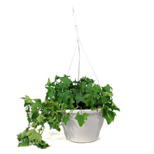 Load image into Gallery viewer, Ivy, 7.5in Hanging Basket, German Green