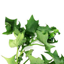 Load image into Gallery viewer, Ivy, 7.5in Hanging Basket, German Green