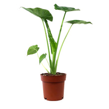 Load image into Gallery viewer, Alocasia, 7.5in, Macrorrhiza