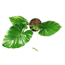 Load image into Gallery viewer, Alocasia, 7.5in, Macrorrhiza