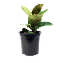 Load image into Gallery viewer, Ficus, 4in, Lyrata Bambino Fiddle Leaf Fig