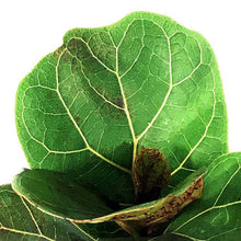 Load image into Gallery viewer, Ficus, 4in, Lyrata Bambino Fiddle Leaf Fig