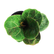 Load image into Gallery viewer, Ficus, 4in, Lyrata Bambino Fiddle Leaf Fig