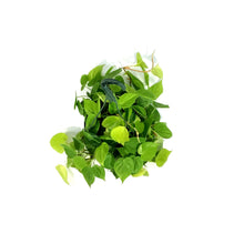 Load image into Gallery viewer, Philodendron, 8in HB, Lemon Lime Heart Leaf