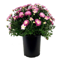 Load image into Gallery viewer, Fall Mum, 1 gal, Assorted Colours