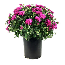 Load image into Gallery viewer, Fall Mum, 1 gal, Assorted Colours