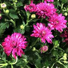 Load image into Gallery viewer, Fall Mum, 1 gal, Assorted Colours