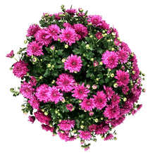 Load image into Gallery viewer, Fall Mum, 1 gal, Assorted Colours
