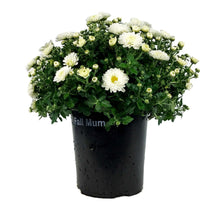Load image into Gallery viewer, Fall Mum, 1 gal, Assorted Colours