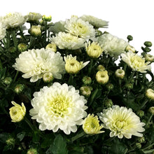 Load image into Gallery viewer, Fall Mum, 1 gal, Assorted Colours