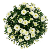 Load image into Gallery viewer, Fall Mum, 1 gal, Assorted Colours