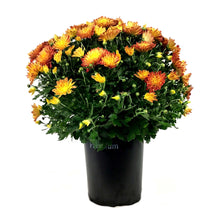 Load image into Gallery viewer, Fall Mum, 1 gal, Assorted Colours