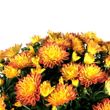 Load image into Gallery viewer, Fall Mum, 1 gal, Assorted Colours