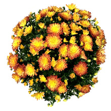 Load image into Gallery viewer, Fall Mum, 1 gal, Assorted Colours