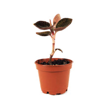 Load image into Gallery viewer, Jewel Orchid, 2.5in, Anoectochilus roxiburgii
