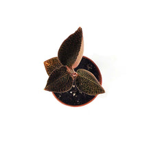 Load image into Gallery viewer, Jewel Orchid, 2.5in, Anoectochilus roxiburgii