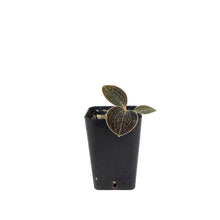 Load image into Gallery viewer, Jewel Orchid, 2.5in, Macodes lowii