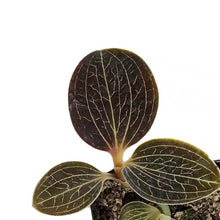 Load image into Gallery viewer, Jewel Orchid, 2.5in, Macodes lowii